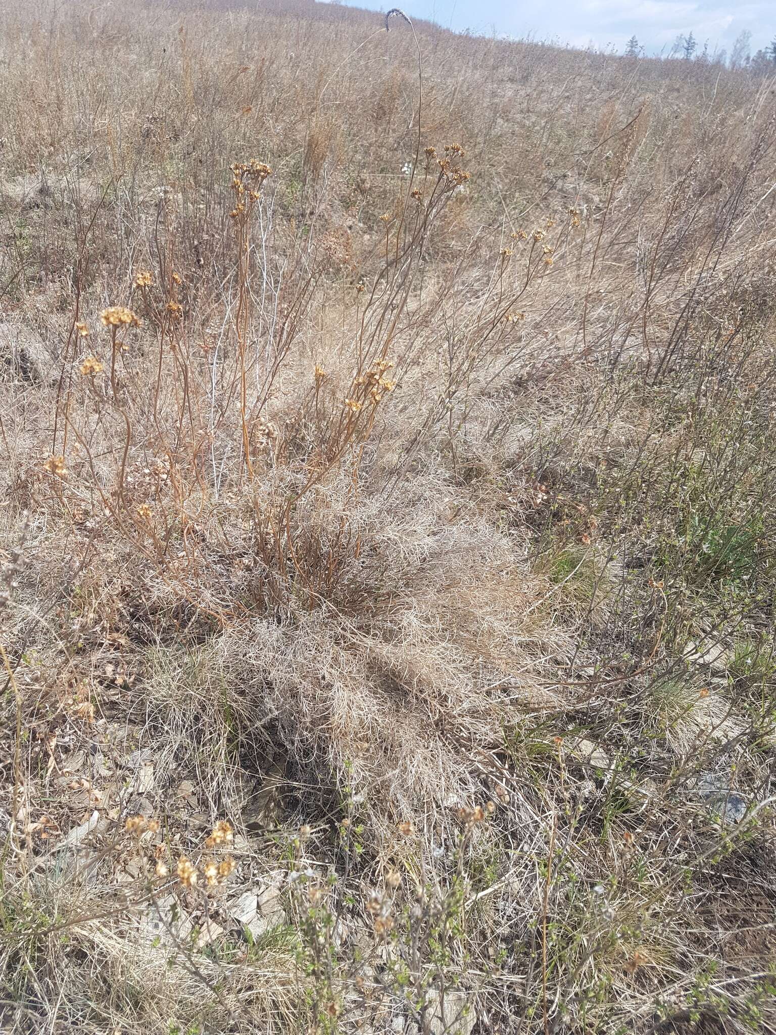 Image of Filifolium sibiricum (L.) Kitam.