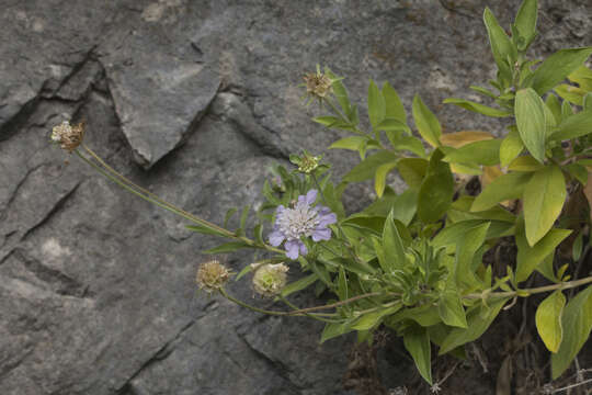 Image of Lomelosia olgae (Albov) J. Soják