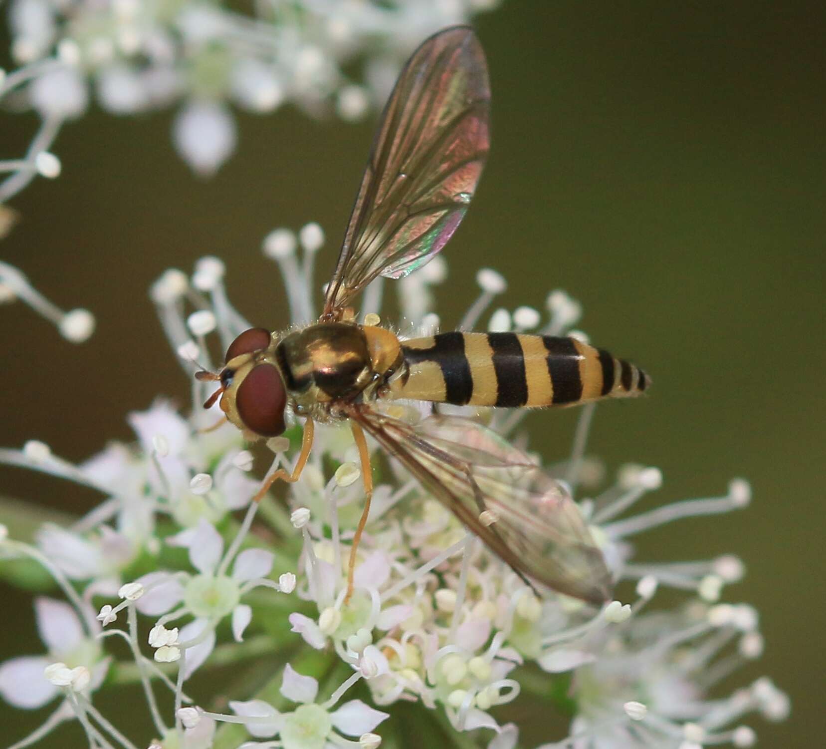 Image of Banded Meliscaeva