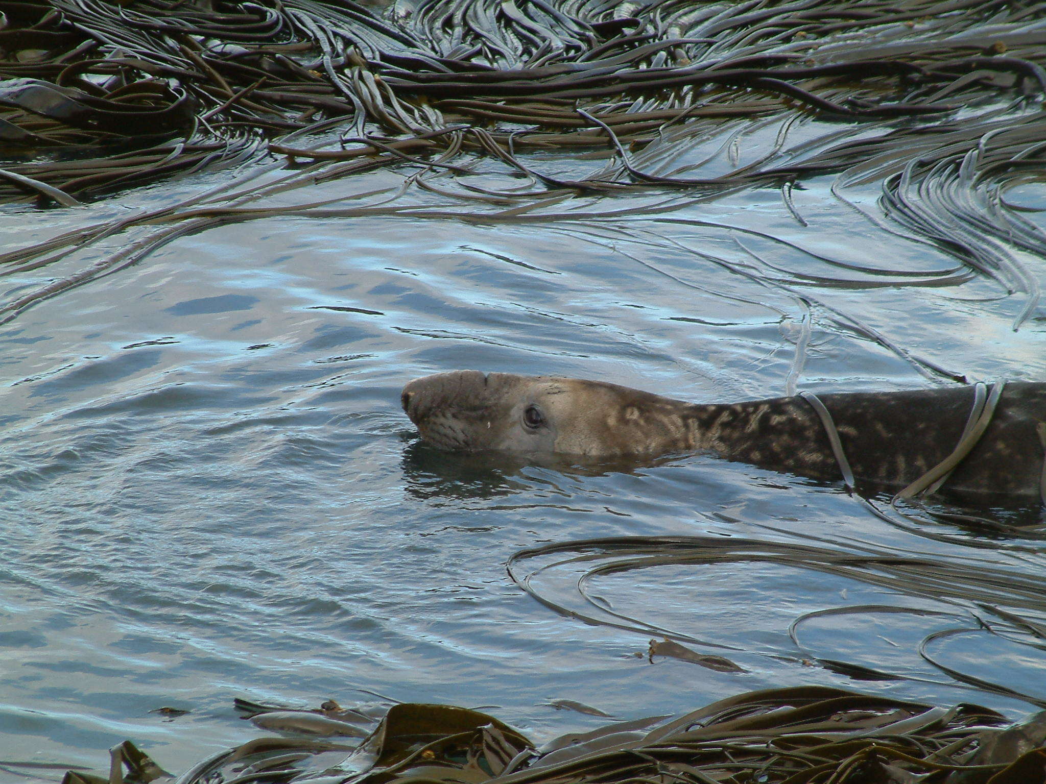 Image of South Atlantic Elephant-seal