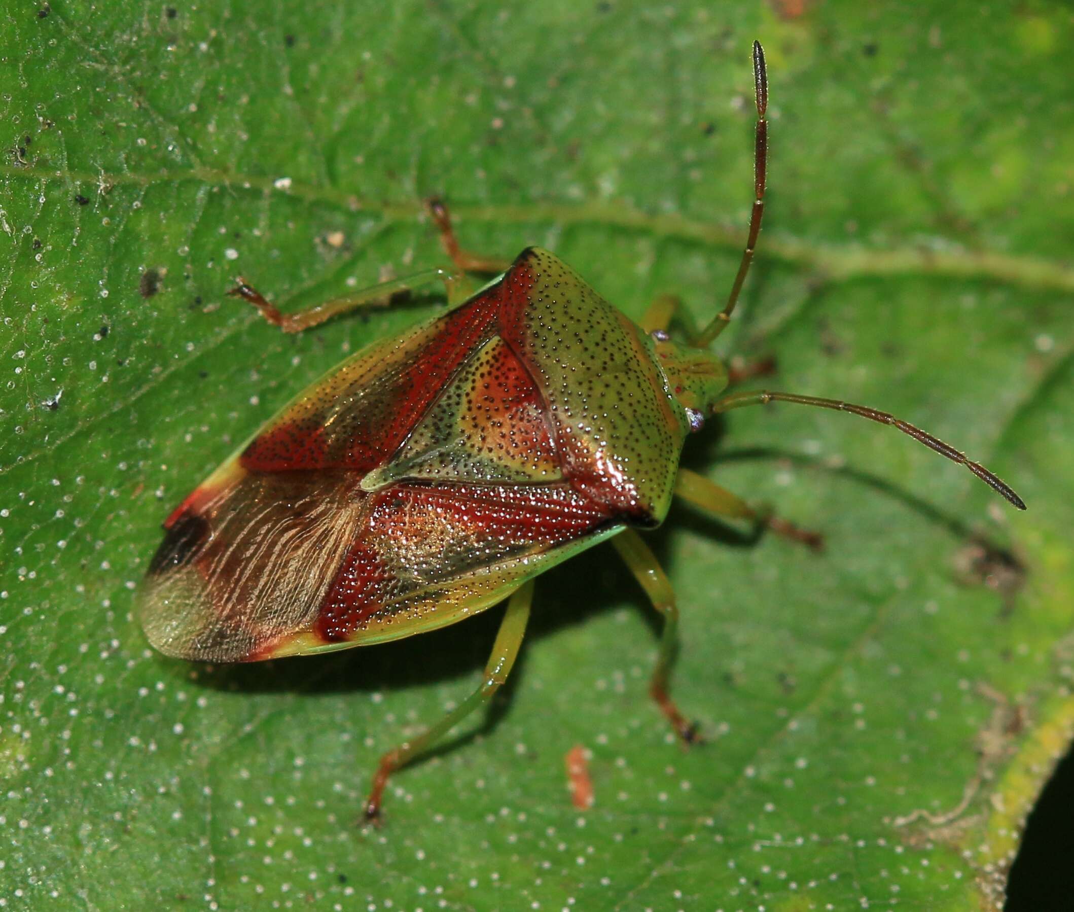 Image of Elasmostethus interstinctus (Linnaeus 1758)