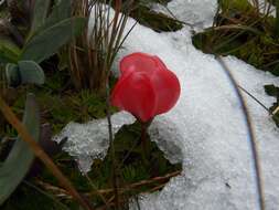 Image of Gentianella rupicola (Kunth) Holub