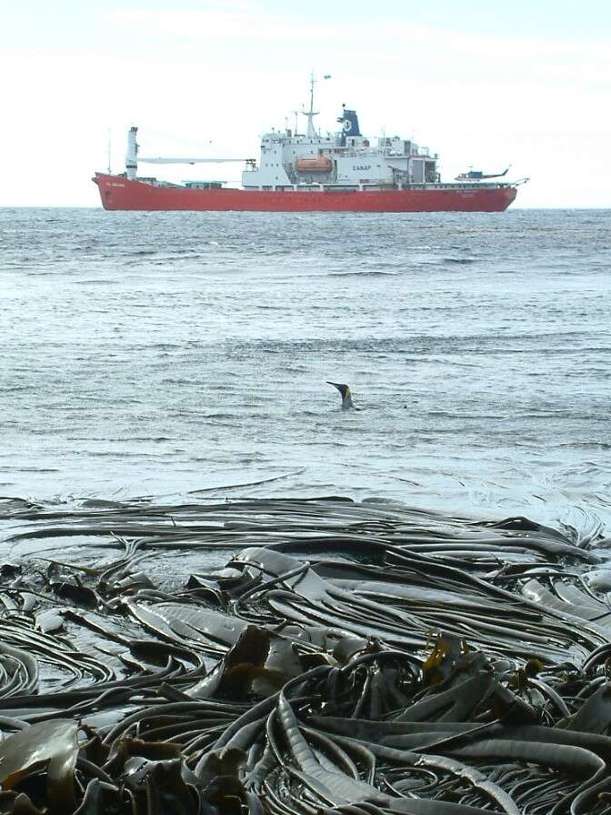 Imagem de Durvillaea antarctica