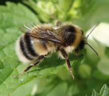 Image of White-tailed bumblebee