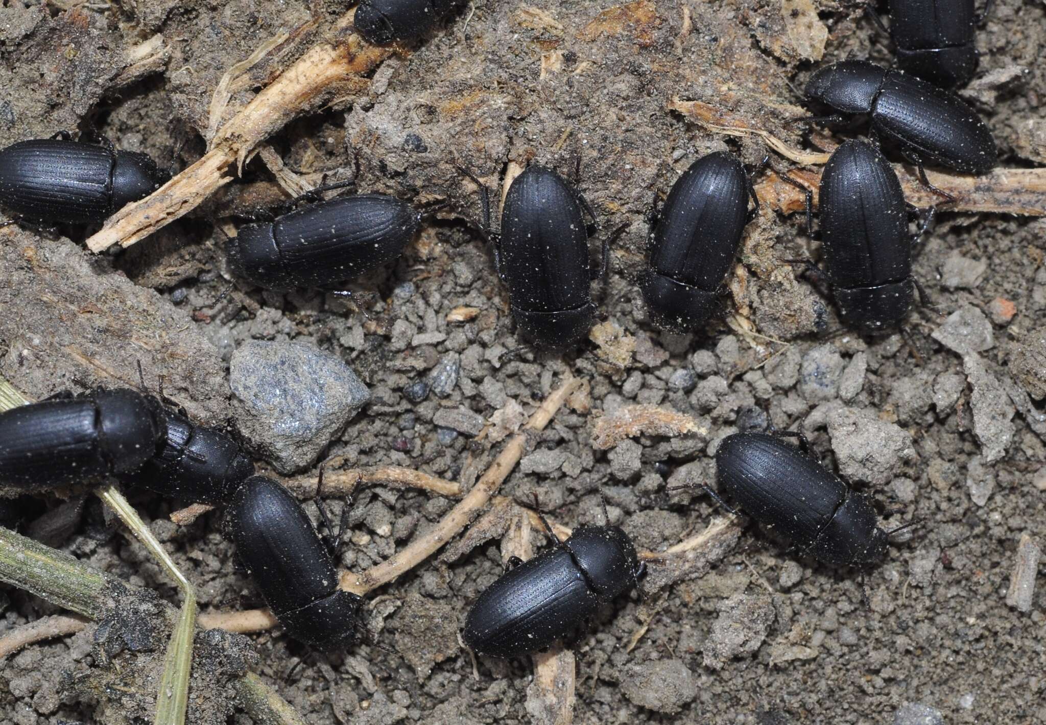 Image of Darkling beetle