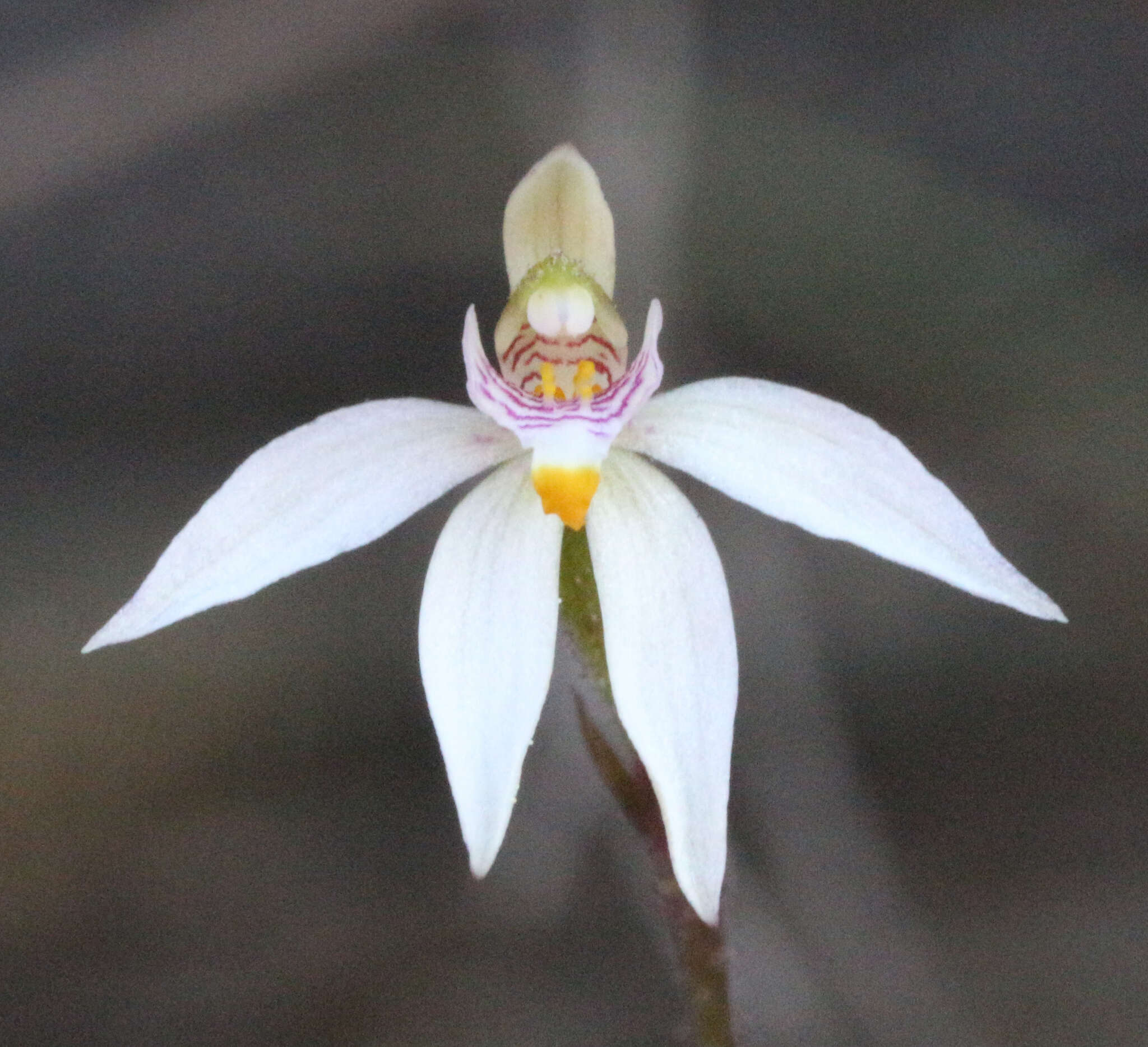 Image of Fairy orchid