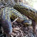 Image of Checkerboard Worm Lizard