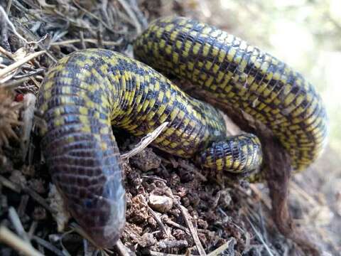 Image of shorthead worm lizards