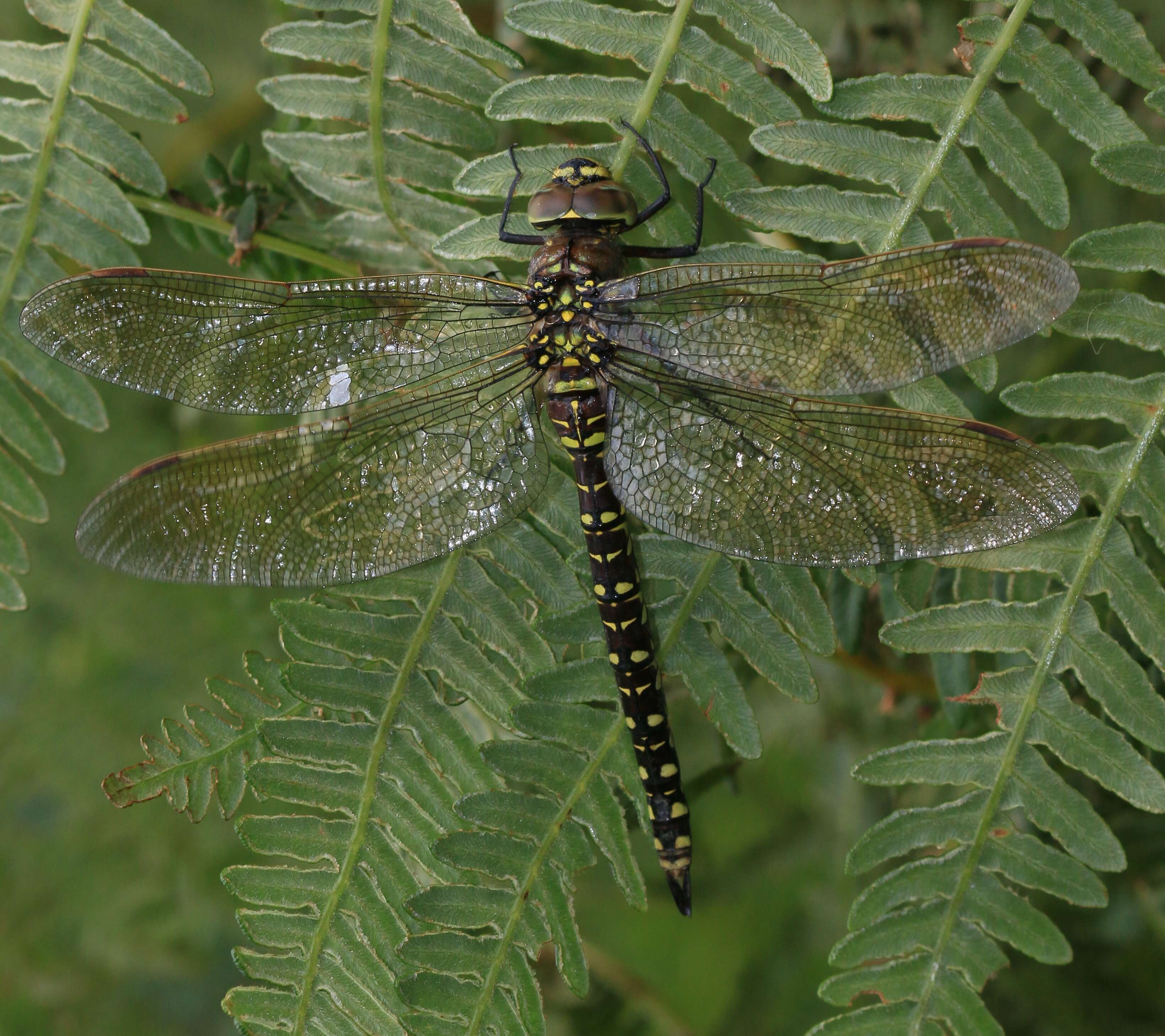 Image of Common Hawker