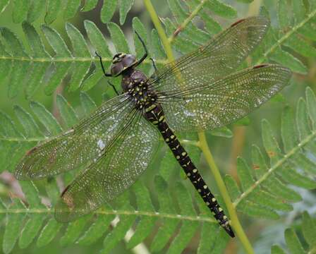 Image of Common Hawker