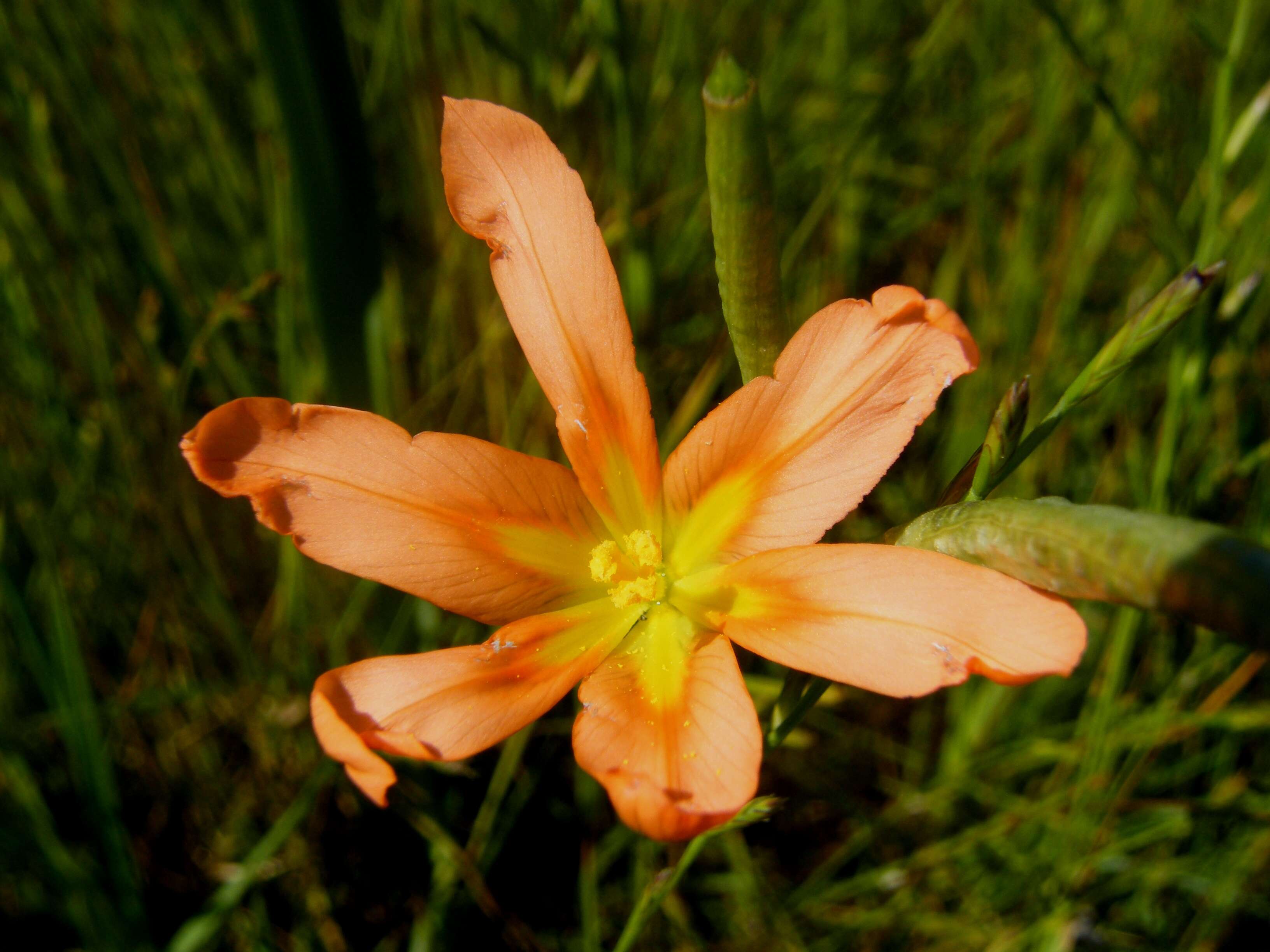 Image of One-leaf Cape tulip