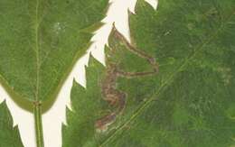 Image of Stigmella nylandriella (Tengström 1848) Beirne 1945