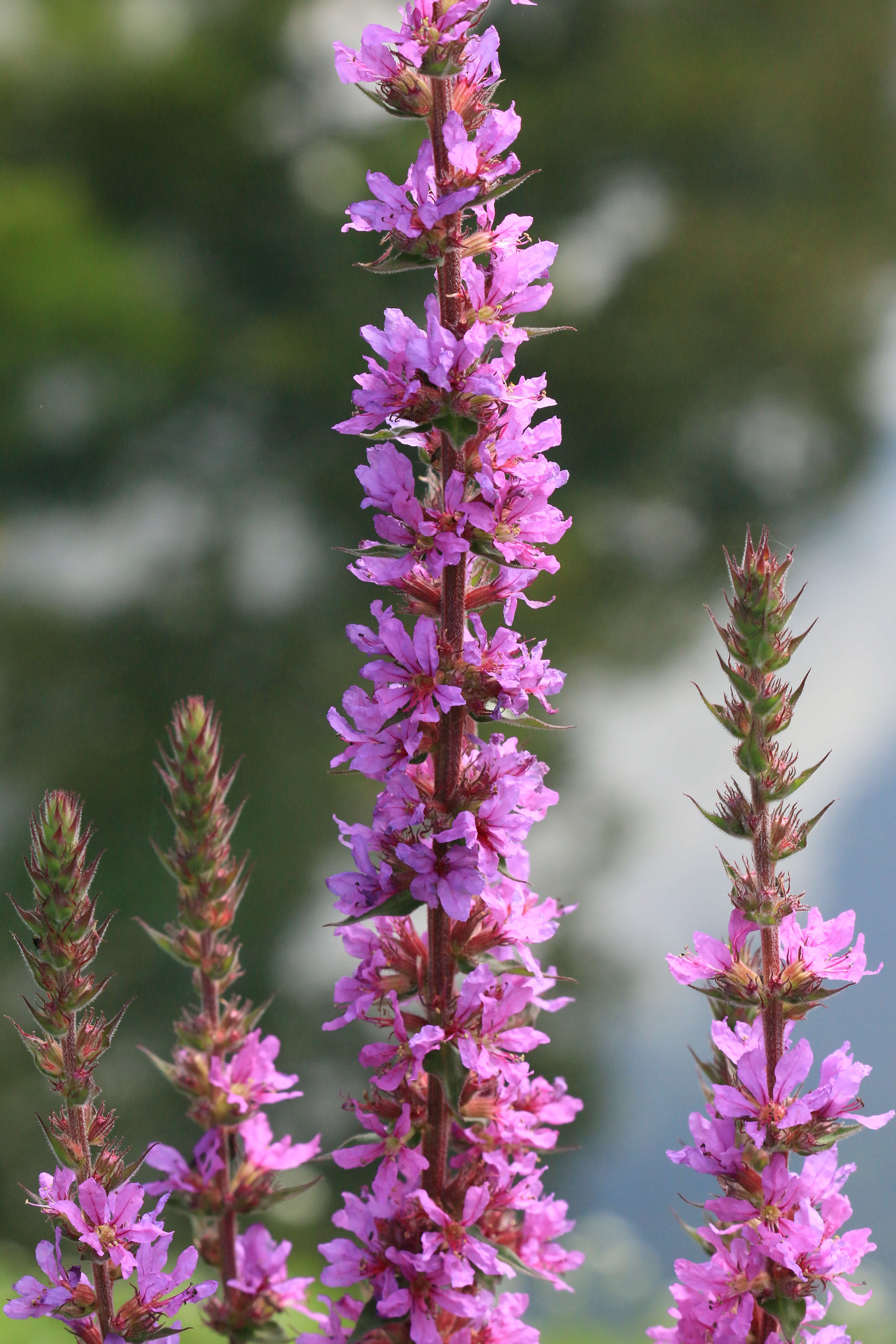 Plancia ëd Lythrum salicaria L.