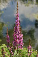 Plancia ëd Lythrum salicaria L.