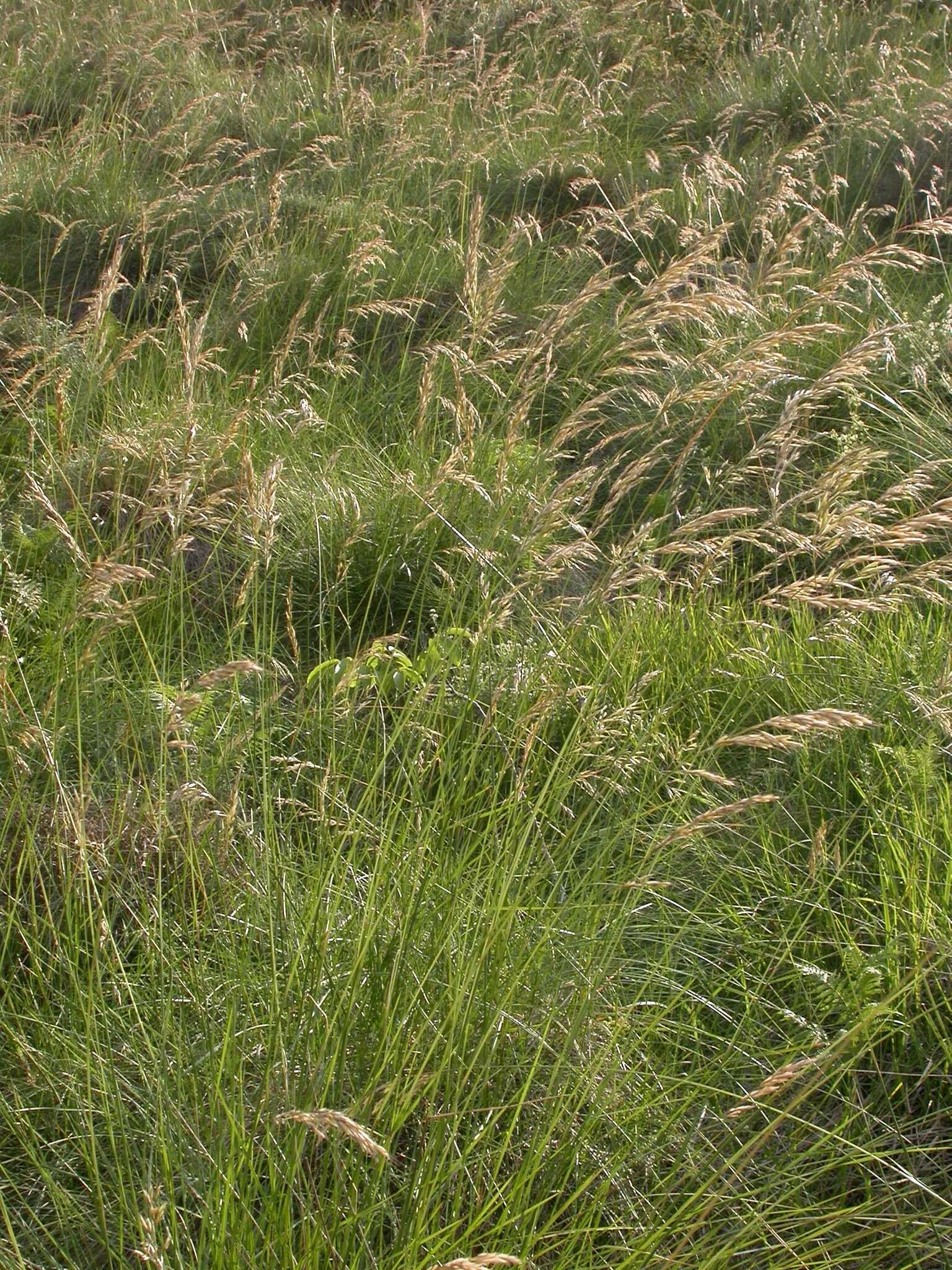 Plancia ëd Helictotrichon cantabricum (Lag.) Gervais