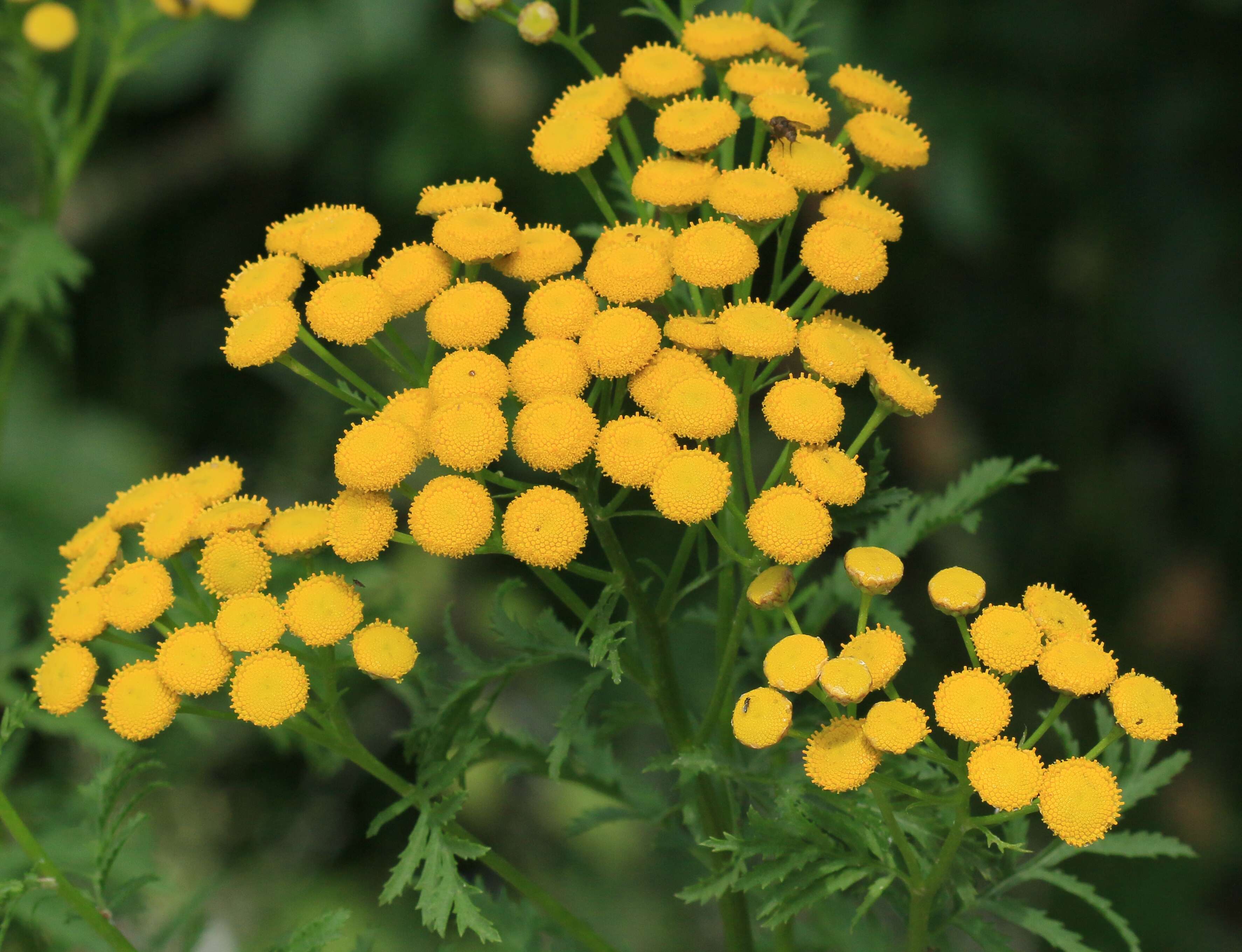 Image of common tansy