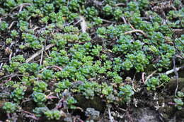 صورة Sedum oreganum Nutt. ex Torr. & Gray