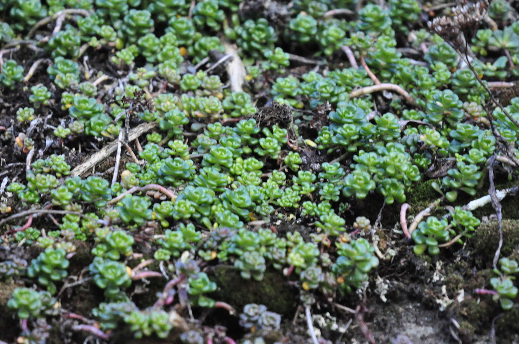 صورة Sedum oreganum Nutt. ex Torr. & Gray