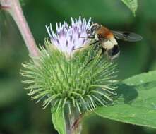 Image of Leucozona lucorum (Linnaeus 1758)