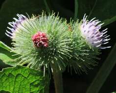 Image of greater burdock