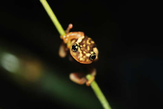 Image of Ochlandra shrub frog