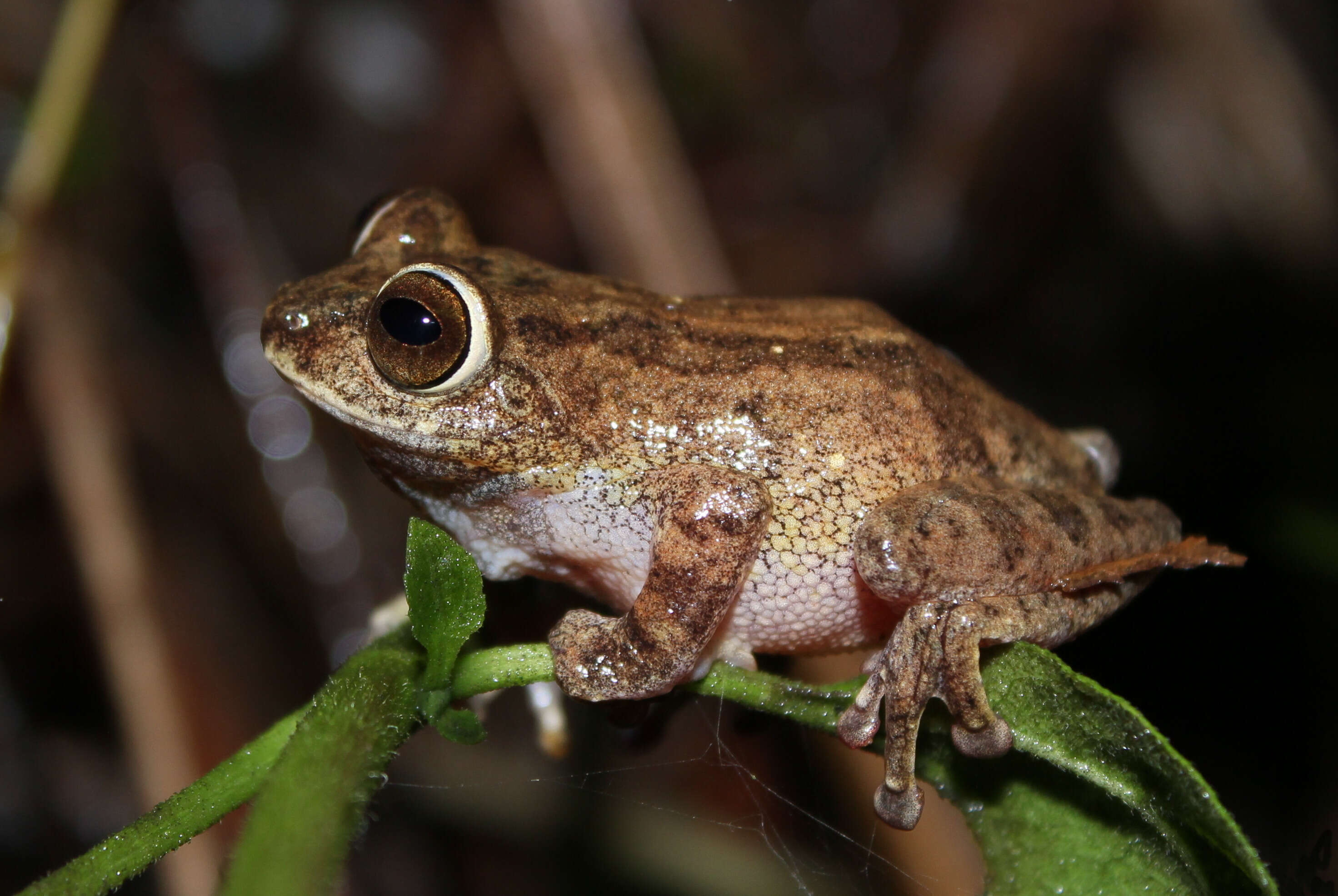 Image of Large Ponmudi Bush Frog