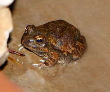 Image of Marbled Sand Frog