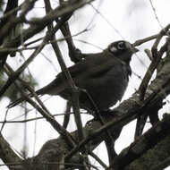 Image of White-eared Ground Sparrow