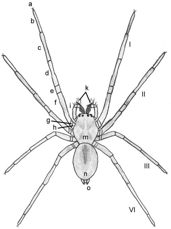 Image of Cheiracanthiidae