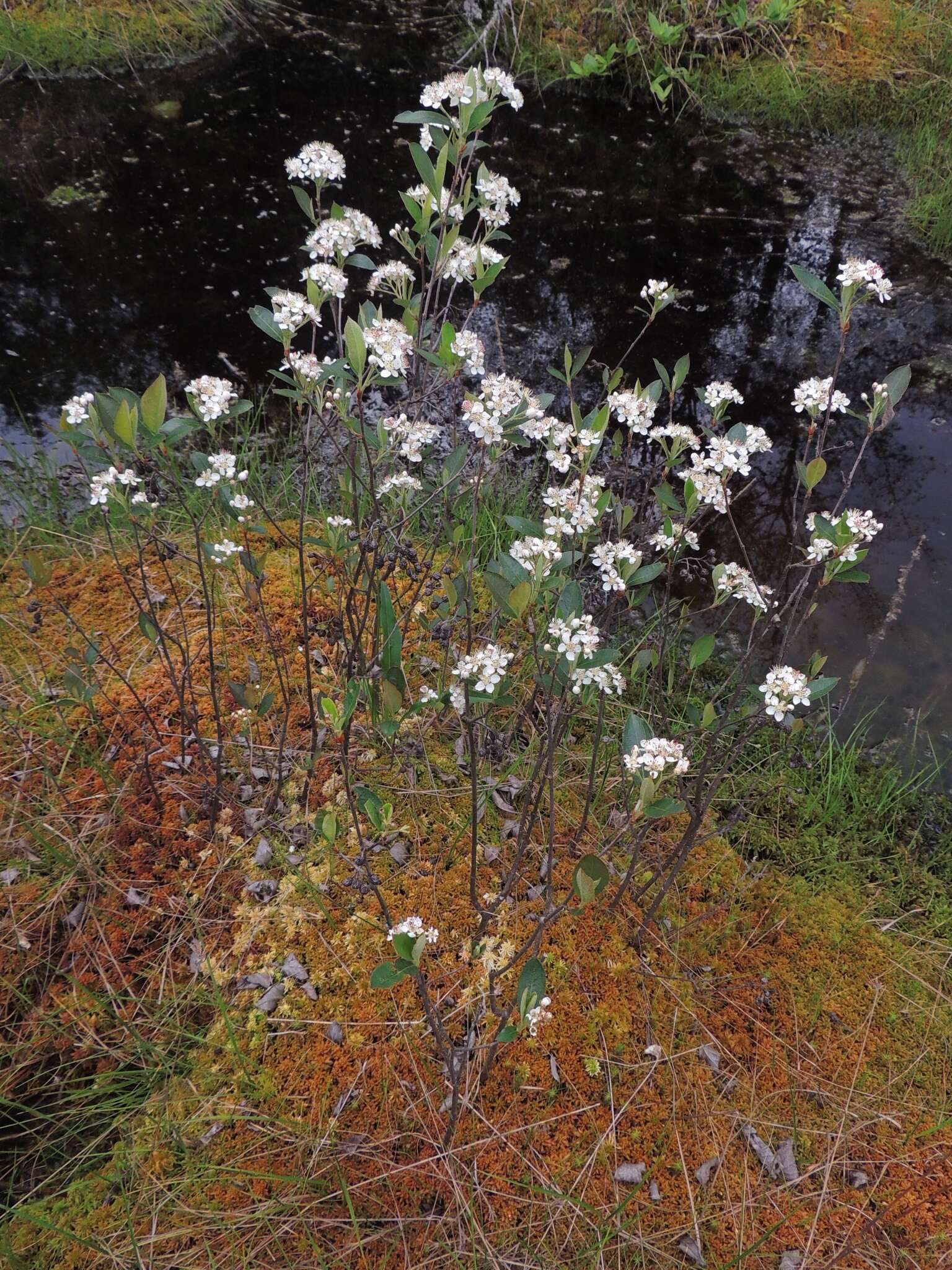 Photinia floribunda (Lindl.) K. R. Robertson & J. B. Phipps的圖片