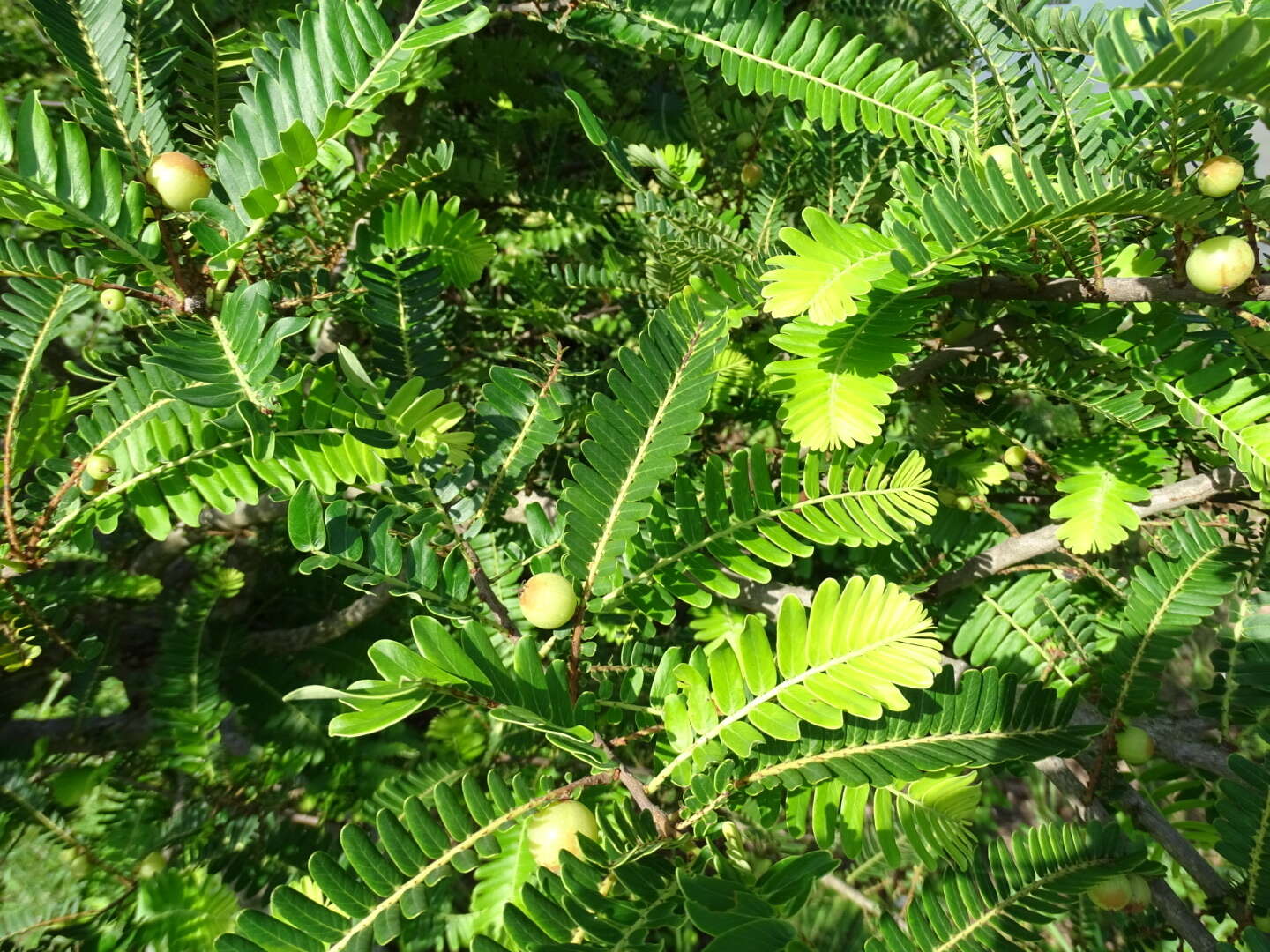 Plancia ëd Phyllanthus emblica L.