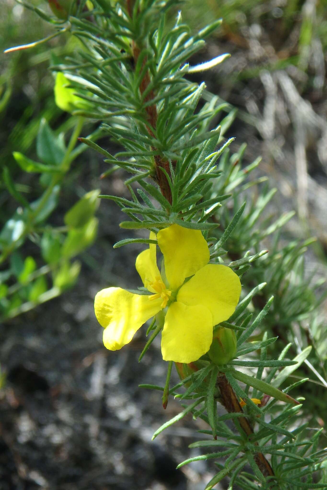 Hibbertia prostrata Hook. resmi