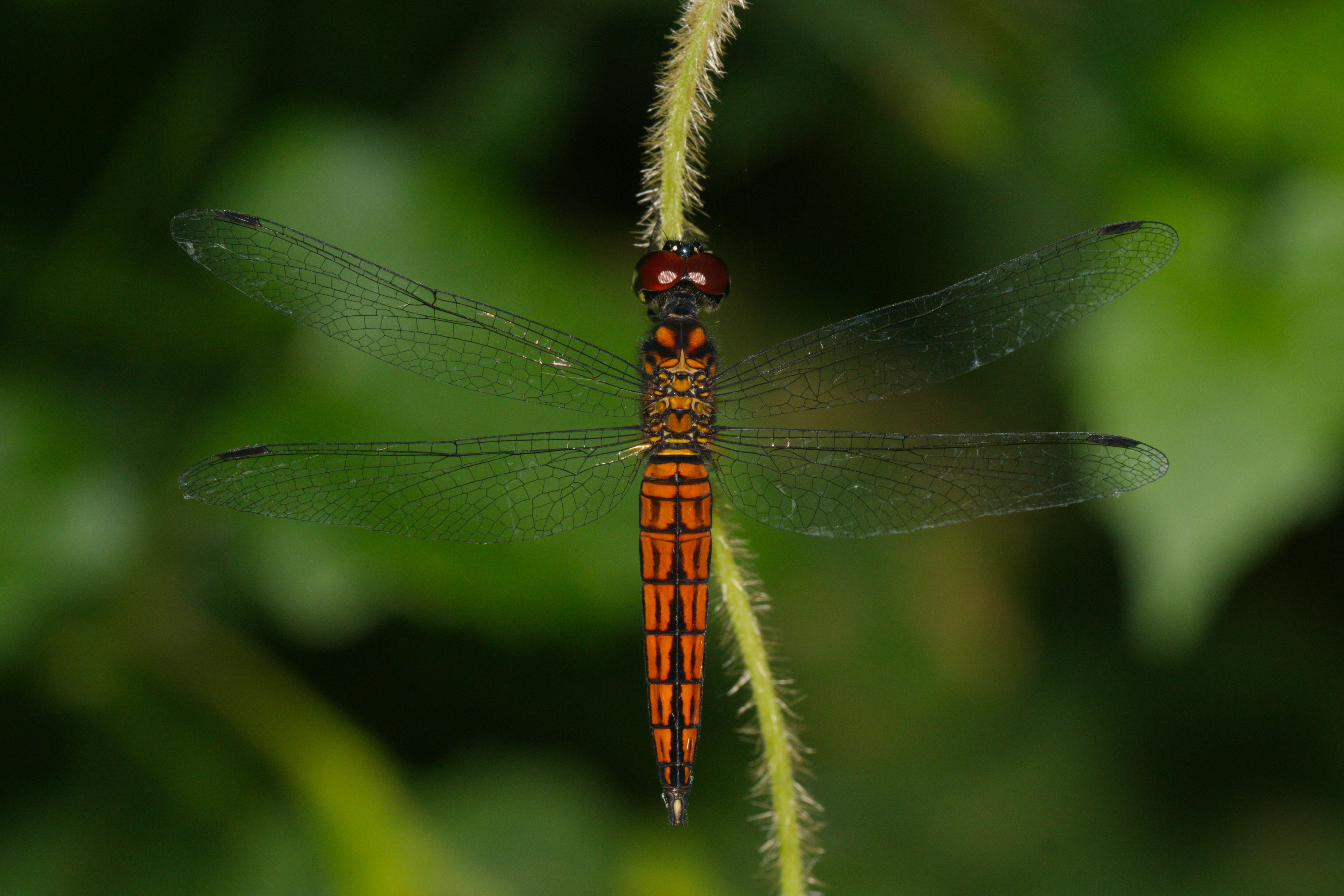 Image of little bloodtail