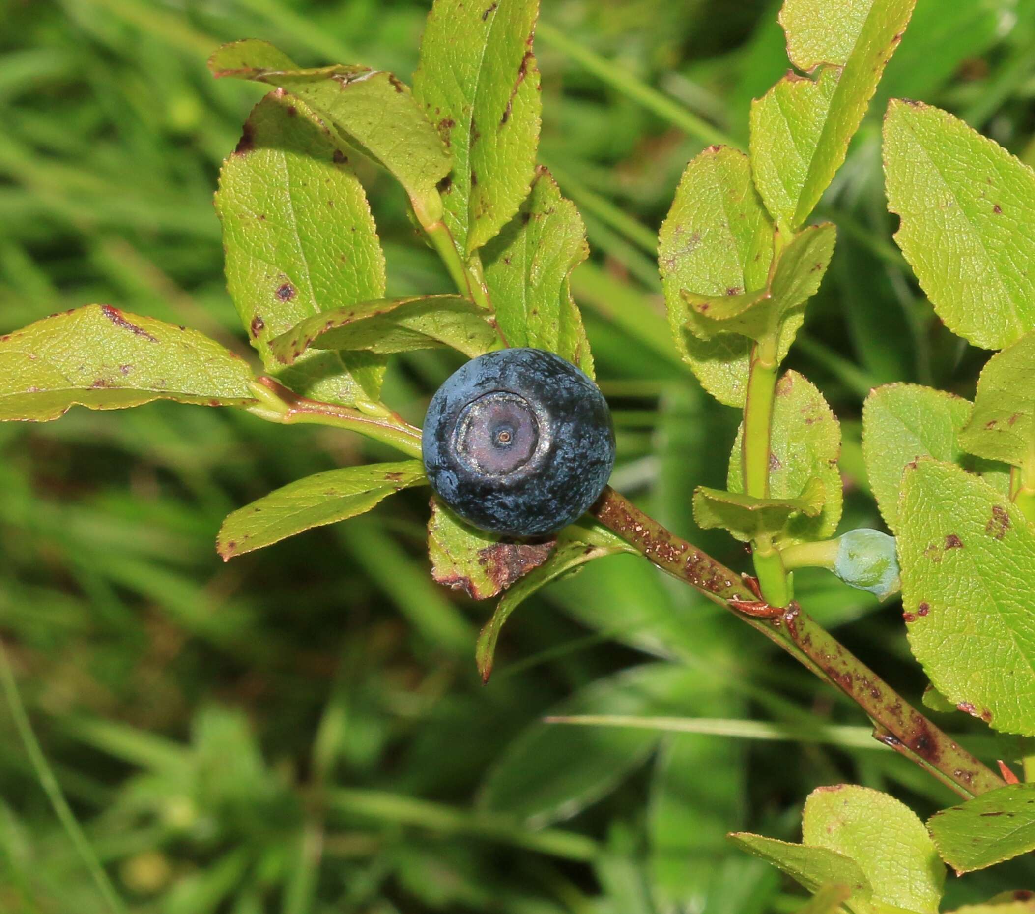 Image of bilberry