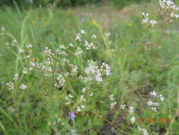 Imagem de Eremogone longifolia (M. Bieb.) Fenzl