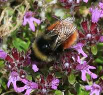 Image of Bombus monticola Smith 1849