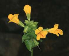 Image of Erythranthe guttata (DC.) G. L. Nesom