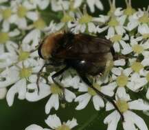 Image of Criorhina berberina (Fabricius 1805)