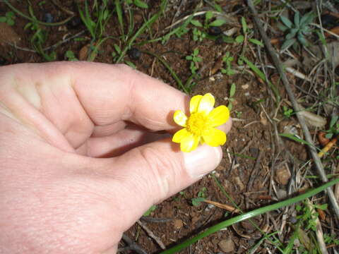 Ranunculus bullatus subsp. bullatus的圖片