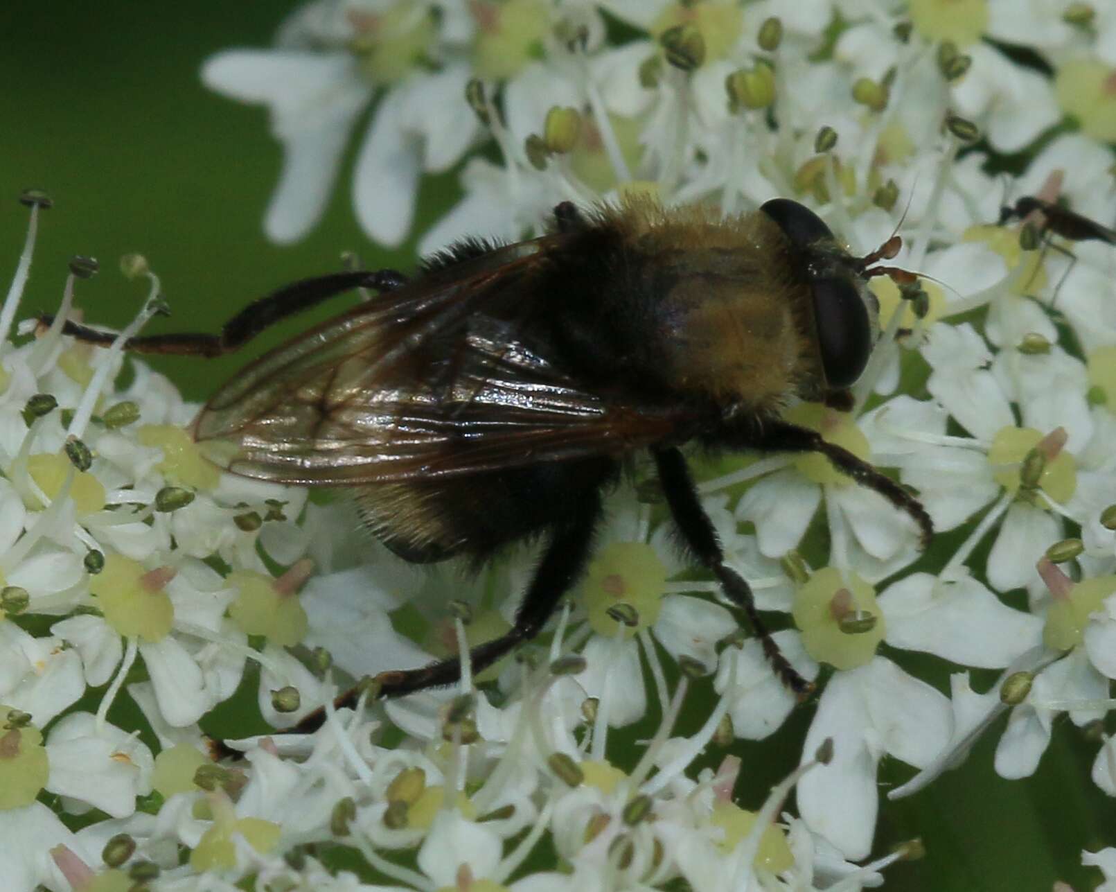 Image of Criorhina berberina (Fabricius 1805)