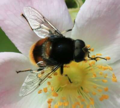 Image of Eristalis intricaria (Linnaeus 1758)