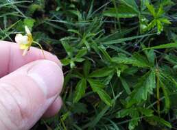 Image of Potentilla flagellaris Willd. ex Schltdl.