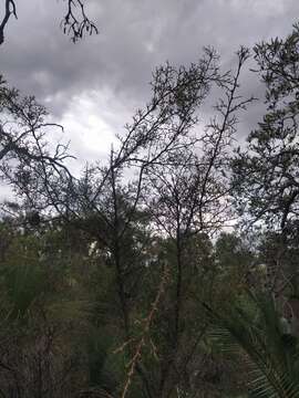 Image of Hakea lissocarpha R. Br.