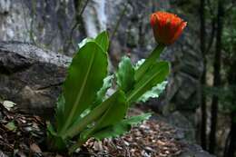 Imagem de Scadoxus puniceus (L.) Friis & Nordal