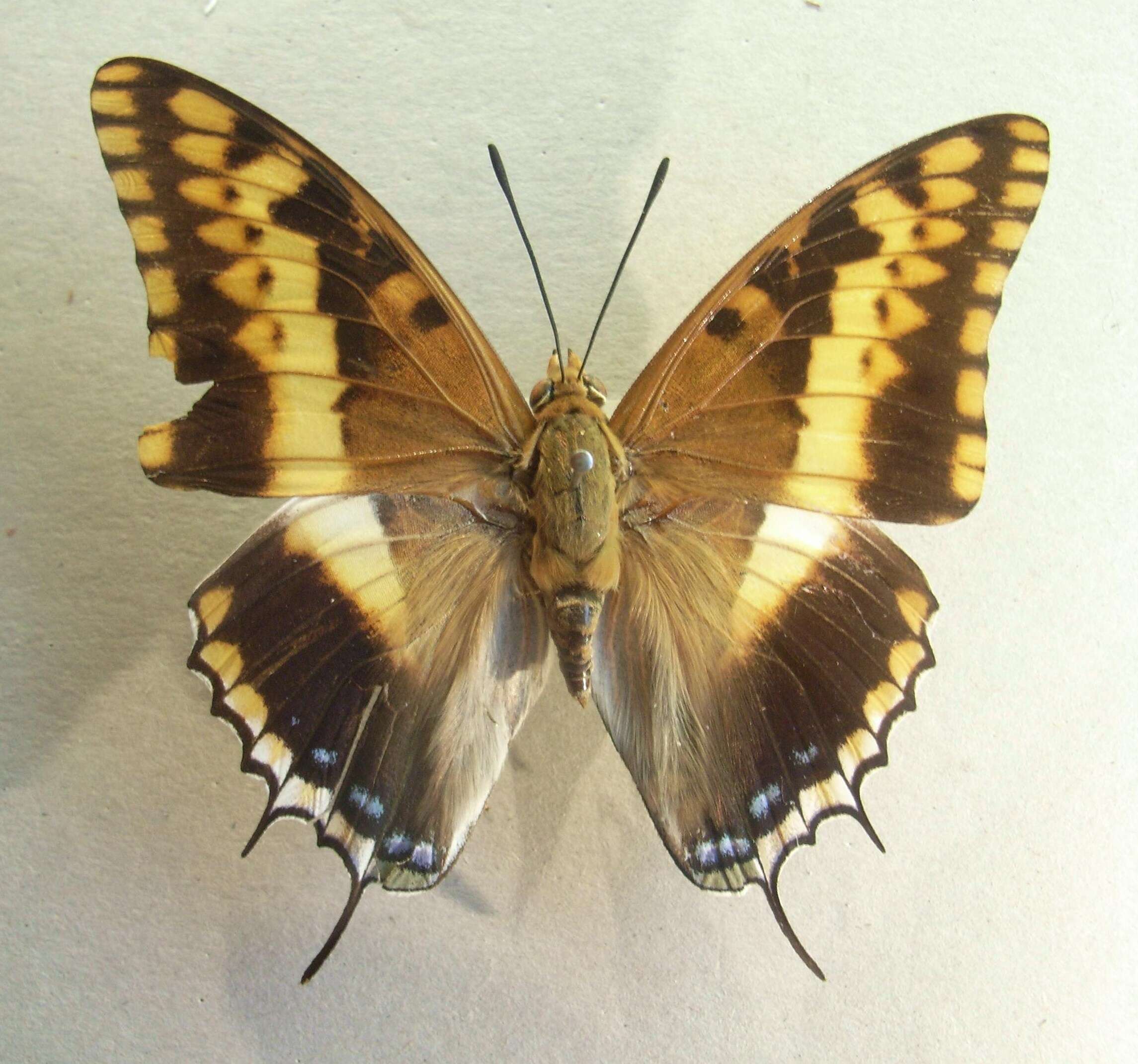 Image of Charaxes pelias