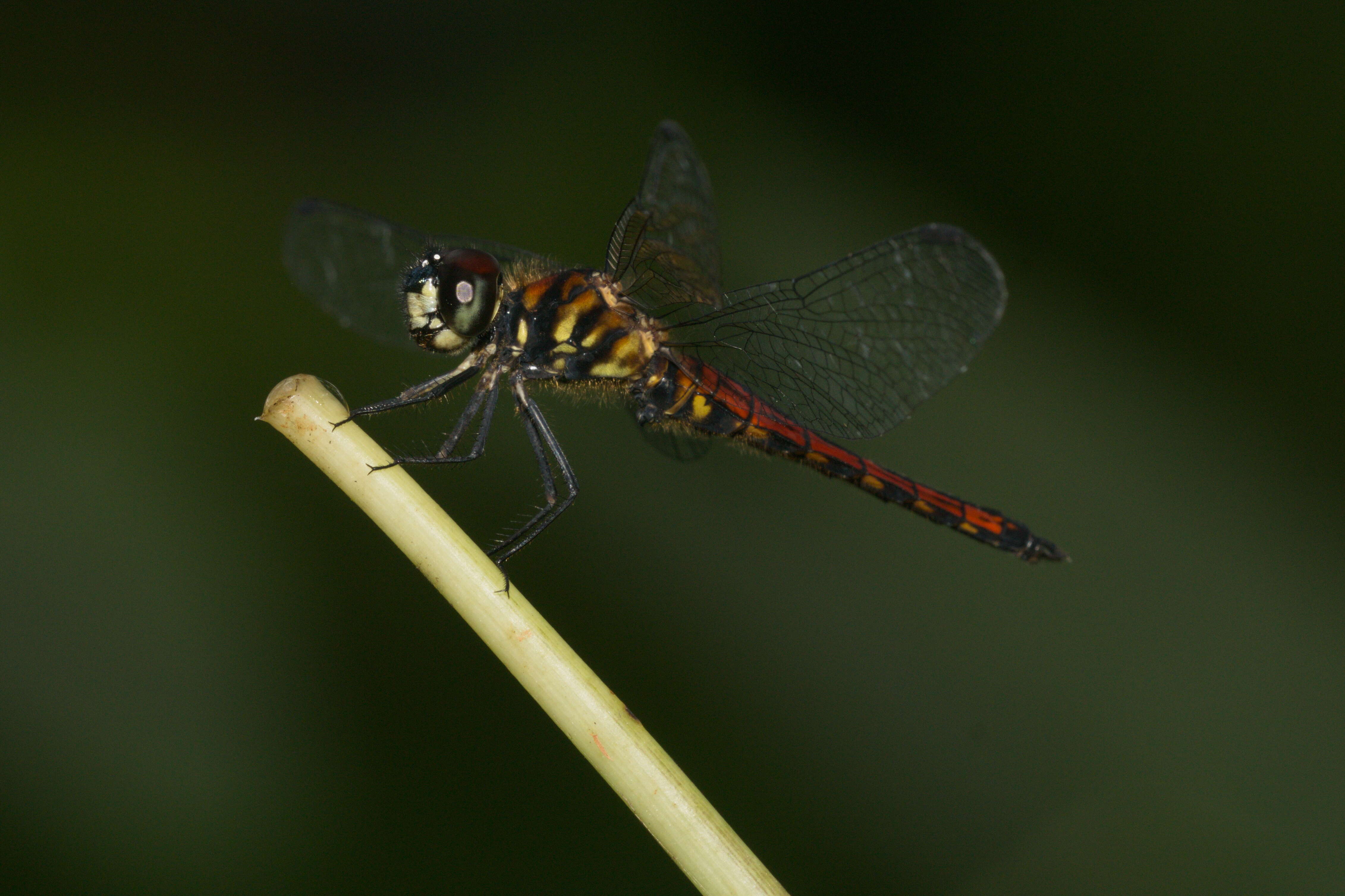 Image of little bloodtail