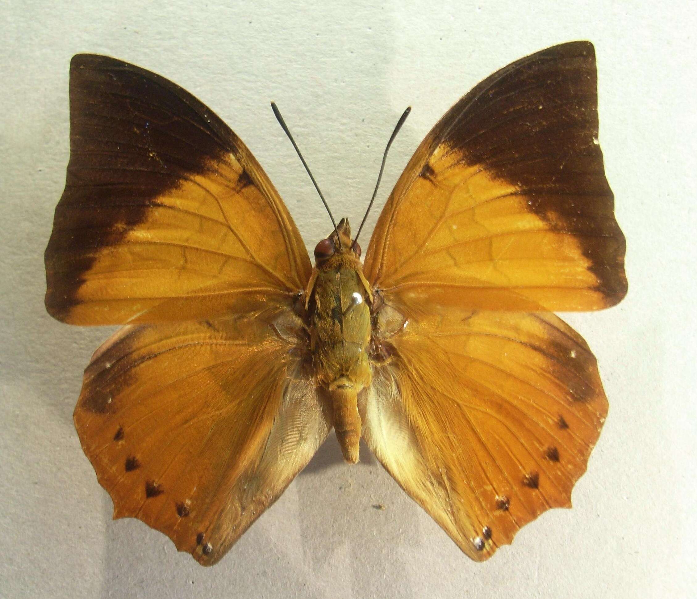 Imagem de Charaxes bernardus Fabricius 1793