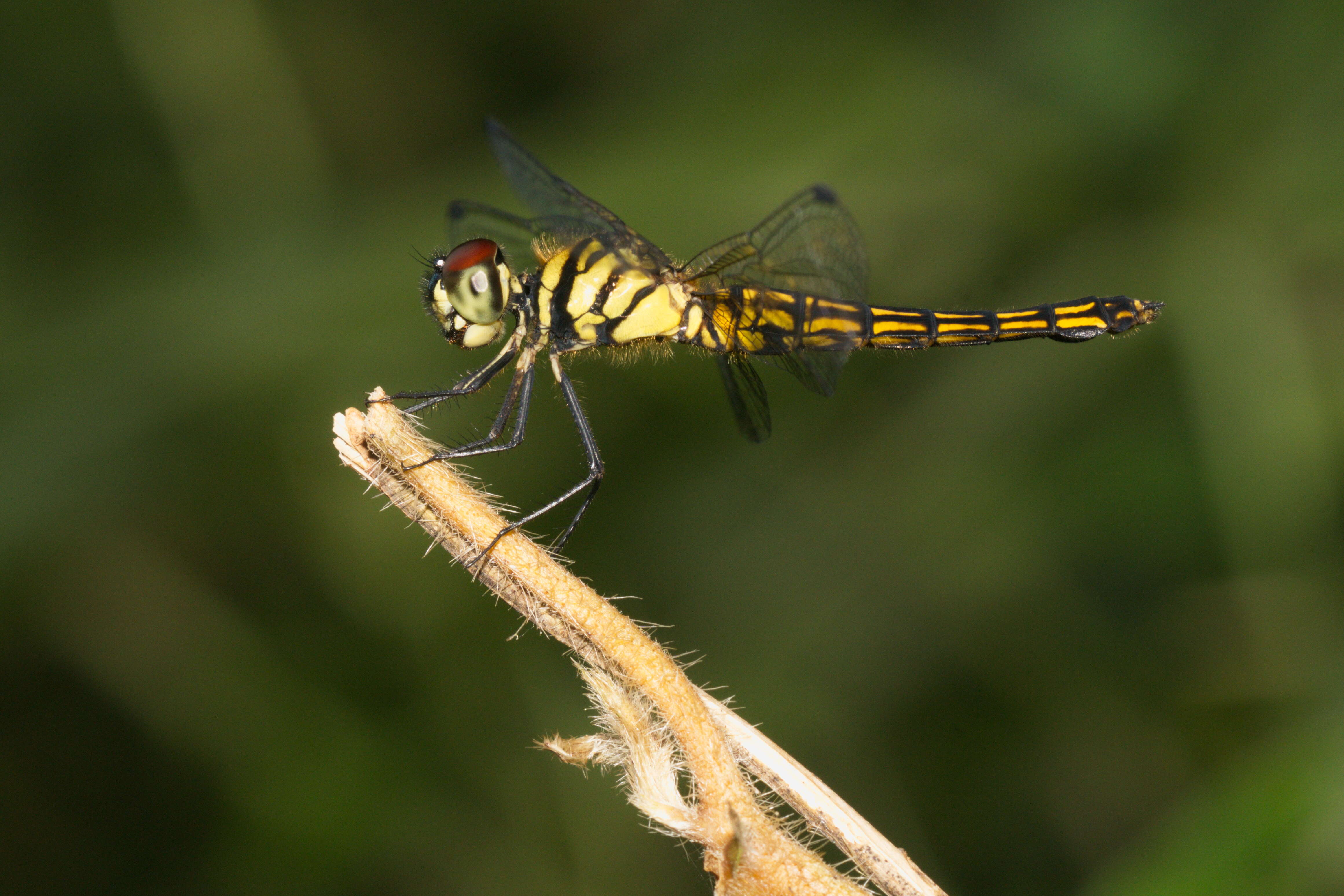 Image of little bloodtail