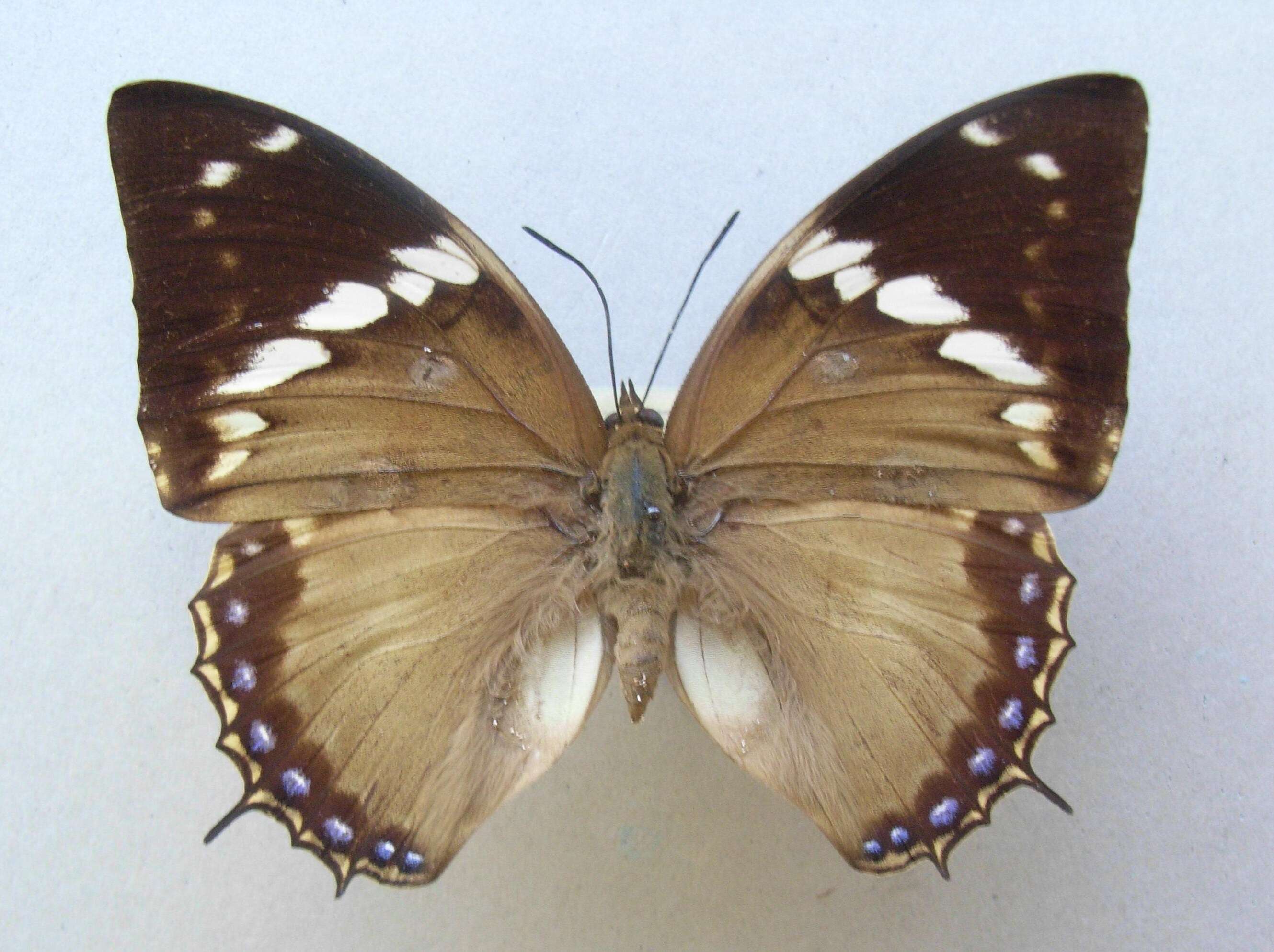 Imagem de Charaxes tiridates Cramer 1777