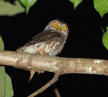 Image of Amazonian Pygmy Owl